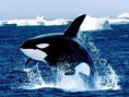 /album/fotogaleria-zvierata/emerging-killer-whale-226339-jpeg/